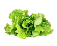 SMART HOME GREEN LETTUCE REF./GLETT-REFILL-3 CLICK&GROW
