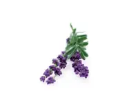 SMART HOME LAVENDER REFILL/3PACK LAV-REFILL-3 CLICK&GROW