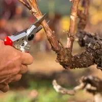Felco | One-hand pruning shear | FELCO 6 – pilt 2