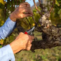 Felco | One-hand pruning shear | FELCO 6 – pilt 4