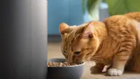 Philips Smart Feeder with Camera | PAW5320/02 5000 Series – pilt 10